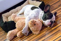 Top 10 Most Commonly Stolen Dog Breeds in the UK