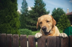 Fencing Options for Homes with Dogs: Secure Your Garden