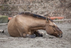 Equine Colic: Comprehensive Guide to Causes, Symptoms & Care