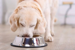 Moisture Content in Dog Food: What Every Owner Should Know