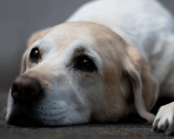 Associazioni animali: Adotta un Cane