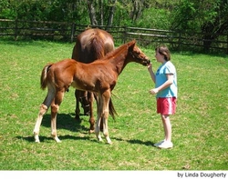 ¿Qué es la etología clínica equina?
