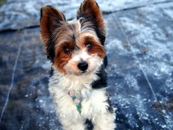 What is a Biewer terrier? Small lively toy dog guide