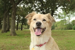 5 things DNA testing reveals about your dog