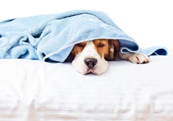 Kennelhoest bij honden