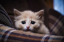 Why is your cat so nervous? Understanding a scaredy cat