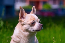 Anaemia in Dogs: Causes, Signs & Treatment Guide