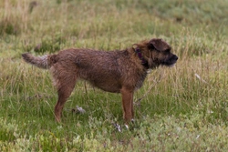 Patterdale vs Border Terrier: Which Breed Is Quieter?