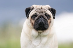Kennel Club's proactive steps for healthier brachycephalic breeds