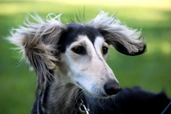 Learning more about sighthounds: Care & Insights