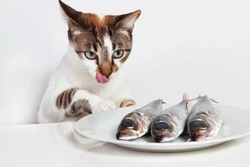 Is feeding fish to your cat a good idea? Facts & advice