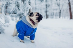 Five dog breeds that would definitely not survive in the wild in the UK