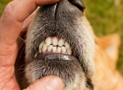 Home Dental Care for Dogs: Tips & Tricks to Keep Teeth Healthy