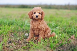Top 5 Cleverest Small Dog Breeds in 2025