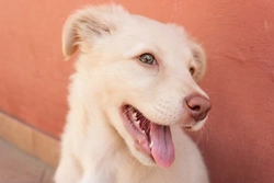 Traits Increasing a Dog’s Risk of Skin Cancer Explained