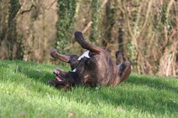 The Secret Language Behind Five Common Dog Behaviours