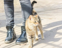 Por qué los gatos se cruzan entre tus pies: comprende su comportamiento