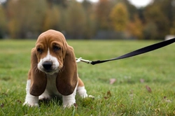 10 things to know about Basset Hounds before you buy one