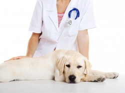 How to Treat and Prevent Abscesses in Dogs Safely