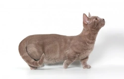 Munchkin cat health and genetics: 2025 UK guide