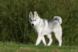 Key factors that influence where a roaming dog wanders