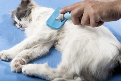 Comprehensive Grooming Tips for Longhaired Cats