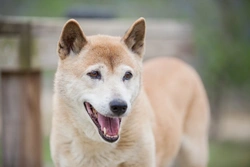 All About the Rare New Guinea Singing Dog Breed