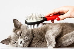 How to Keep on Top of a Cat's Shedding Effectively