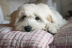Hydronephrosis: Rare but serious dog spay complication