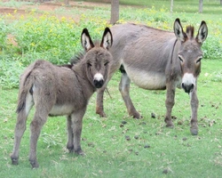 Miniature Donkeys Guide for UK Owners: Care, Feeding & Buying Tips
