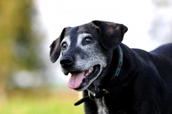 10 Reasons to Adopt an Older Dog You’ll Love