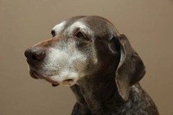 Diagnosis and Management of Dementia in Dogs: A Practical Guide