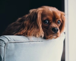 Quando vaccinare il cane? Come organizzarsi? Quali sono obbligatori?