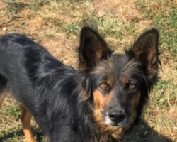 Adozioni cani: la storia di Kitana, simil Pastore della Beauce