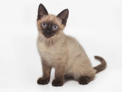 5 Key Personality Traits of the Siamese Cat