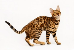 Do Bengal Cats Shed Less Than Other Breeds?