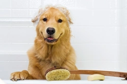 How to Keep Your Home Clean and Hygienic with a Dog