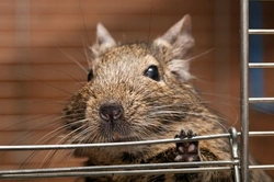 Understanding Your Degu’s Behaviour: A Complete Guide