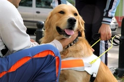 How Working Dogs Communicate and Alert Their Handlers