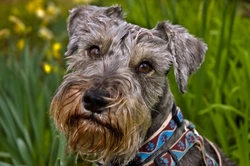 Snel Optredend Retina Degeneratiesyndroom (SARDS) bij Honden Uitgelegd