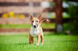 10 Things to Know Before Buying an English Bull Terrier