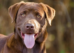 Adiposity DNA Testing for Labrador Retrievers: Guide for Owners
