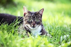 Bartonelosis en gatos: Comprender la fiebre por arañazo de gato