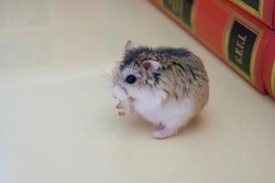 10 Essential Tips for Healthy, Happy Dwarf Hamsters