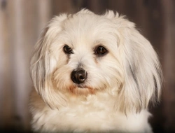 Is the Coton de Tulear a Good Family Dog?