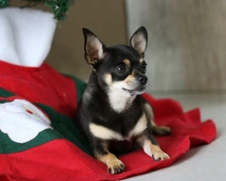 Cani taglia piccola. Quali sono le razze più diffuse a Roma?