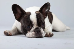 Health Challenges of the French Bulldog: What You Should Know