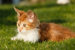 Cómo aprenden los gatos: patrones básicos de aprendizaje felino