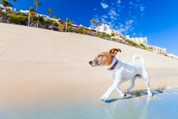 Cooling Your Dog Down After Exercise: Essential Tips