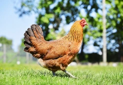 How Apple Cider Vinegar Benefits Your Chickens’ Health
